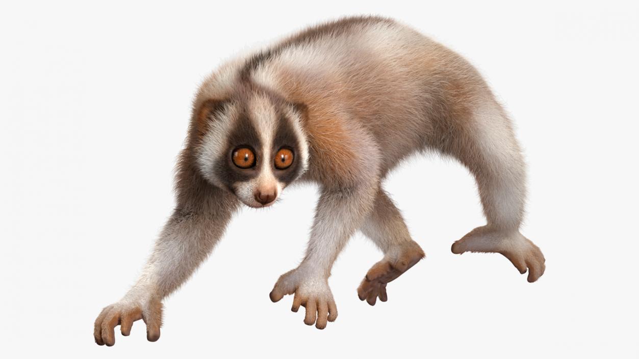 3D Bangka Slow Loris Fur