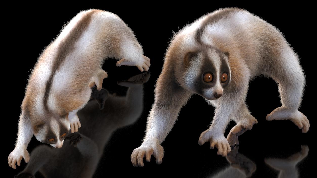 3D Bangka Slow Loris Fur