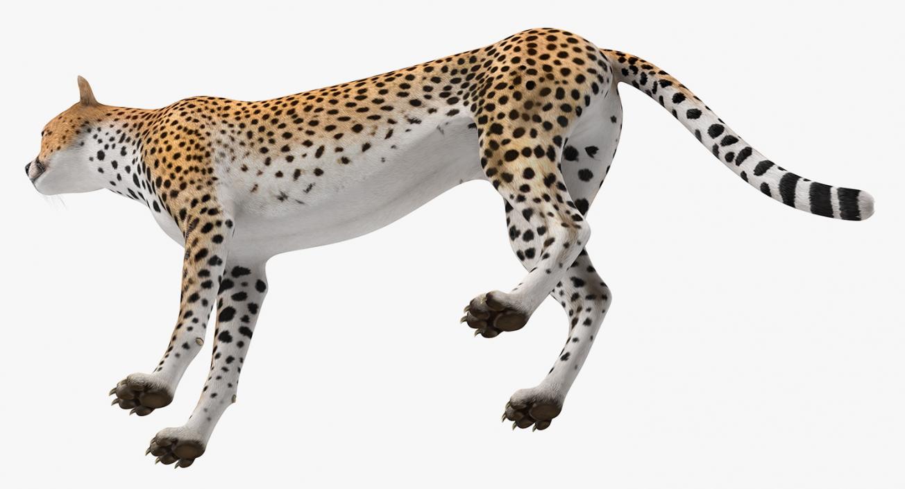 Cheetah 3D model