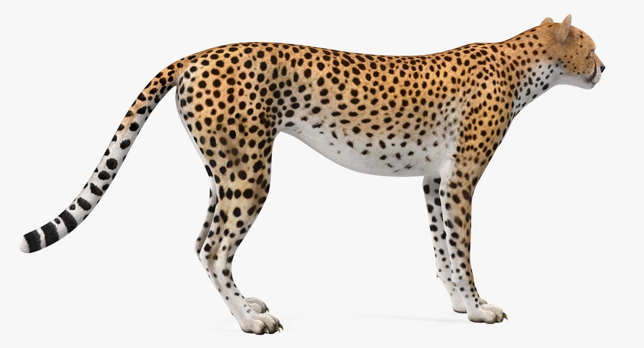 Cheetah 3D model