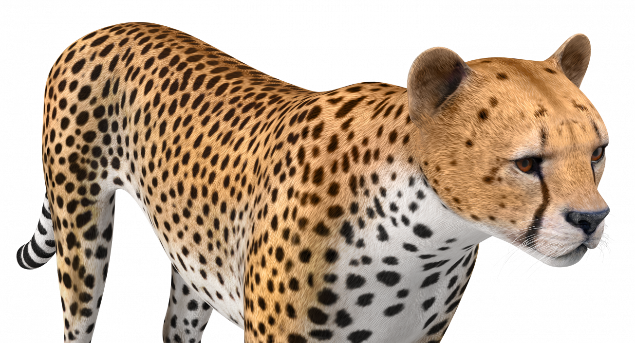 Cheetah 3D model