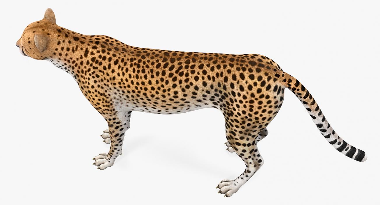 Cheetah 3D model