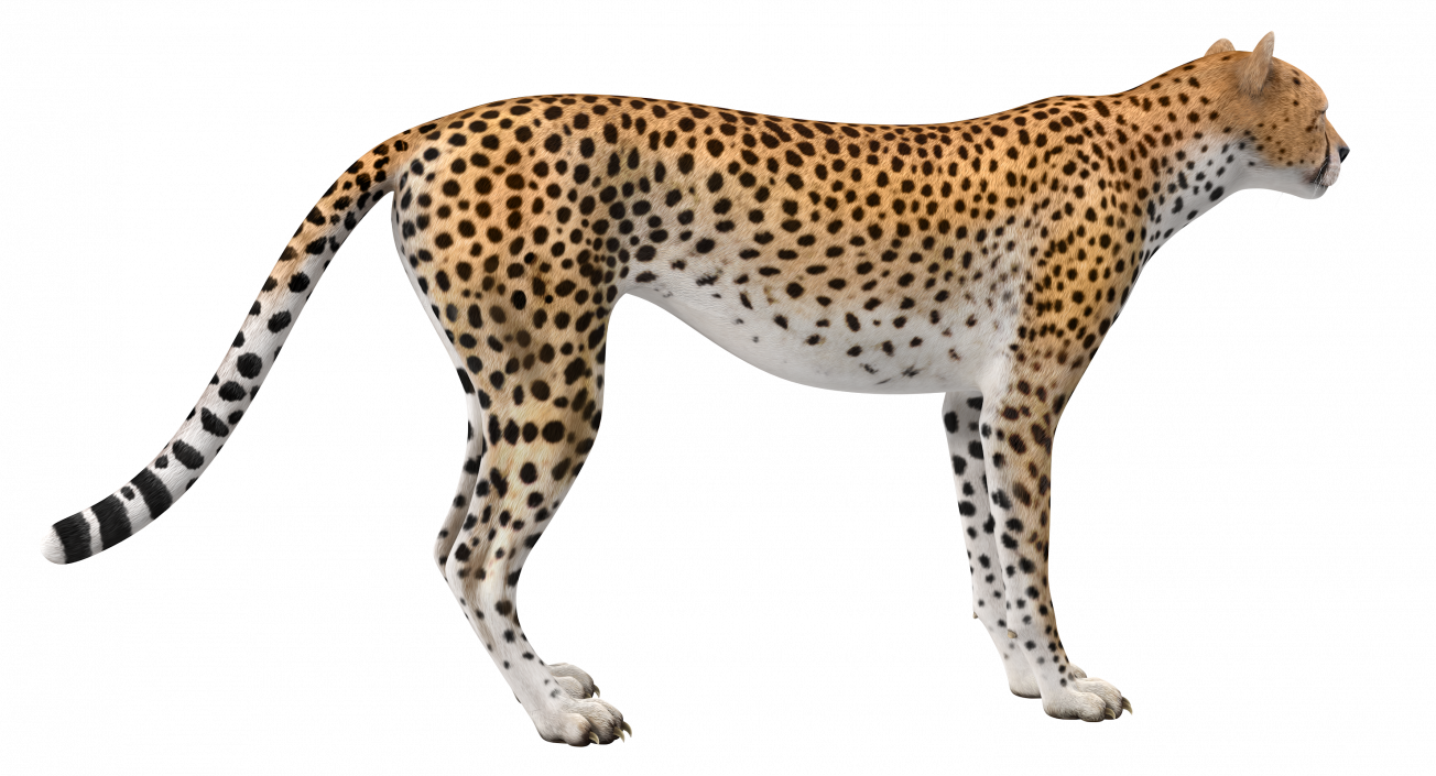 Cheetah 3D model