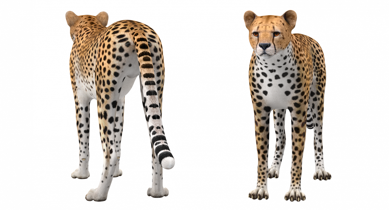 Cheetah 3D model