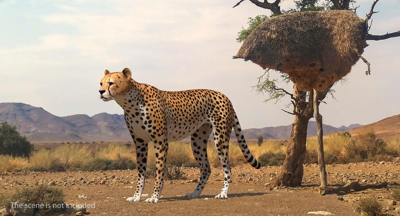 Cheetah 3D model