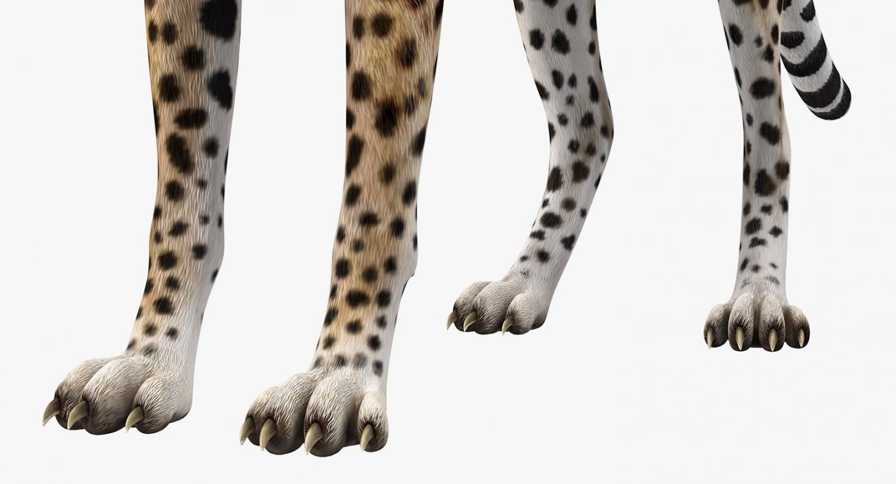 Cheetah 3D model