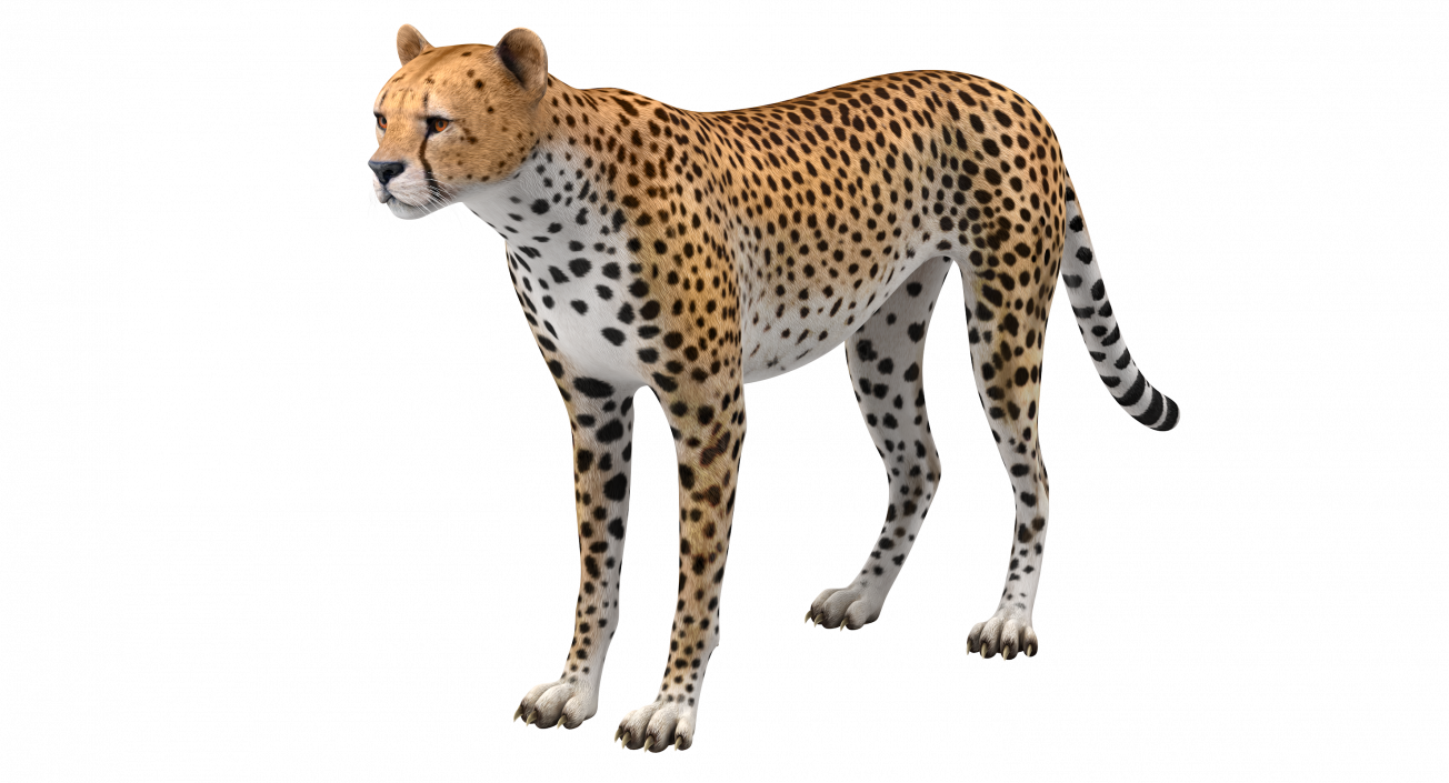 Cheetah 3D model