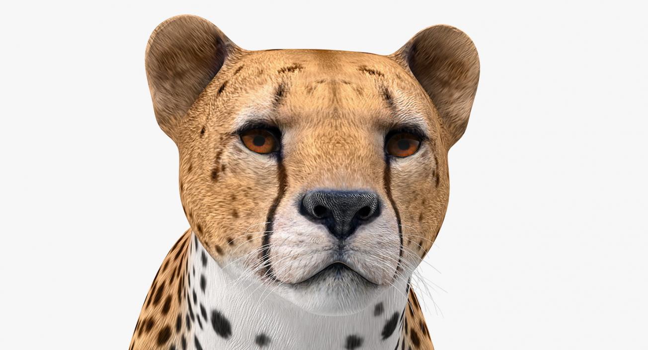 Cheetah 3D model