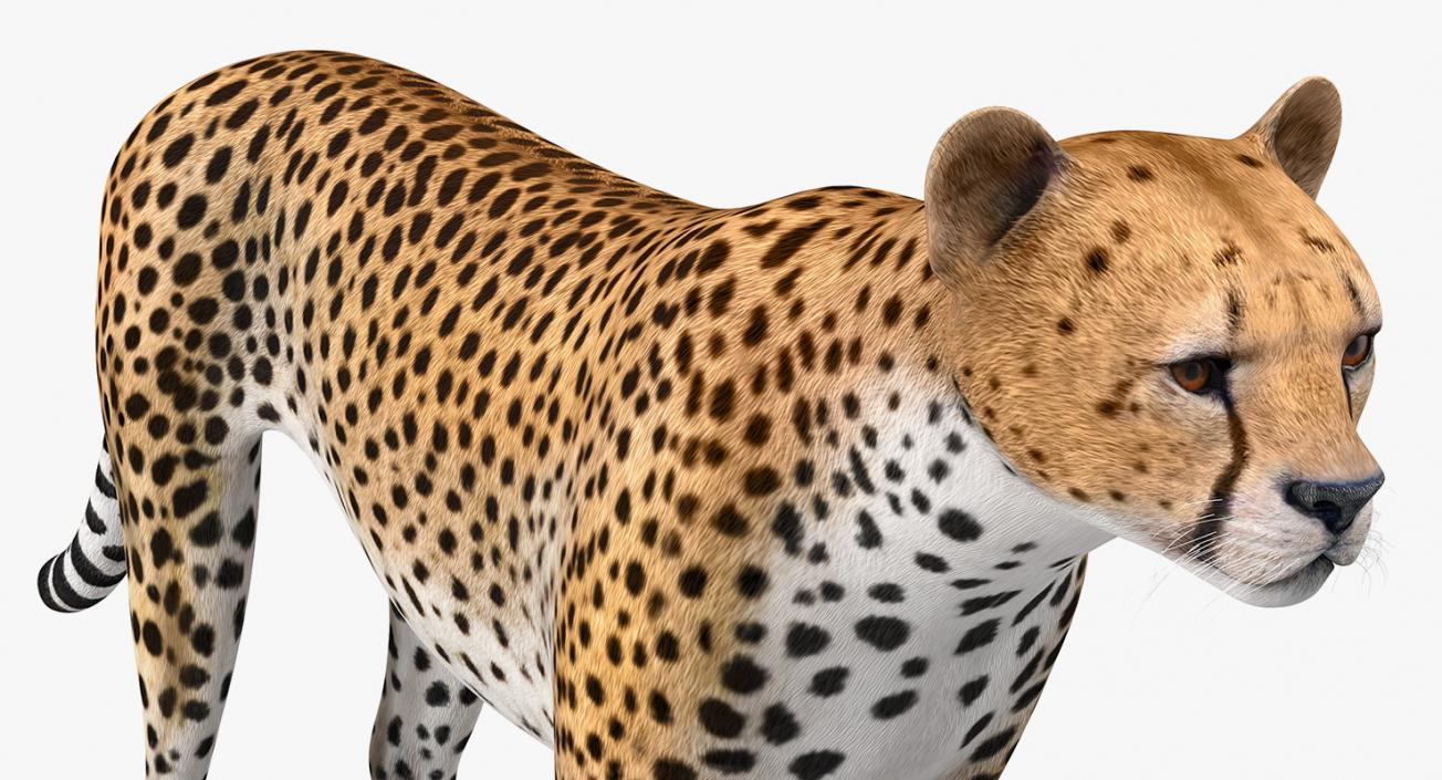 Cheetah 3D model