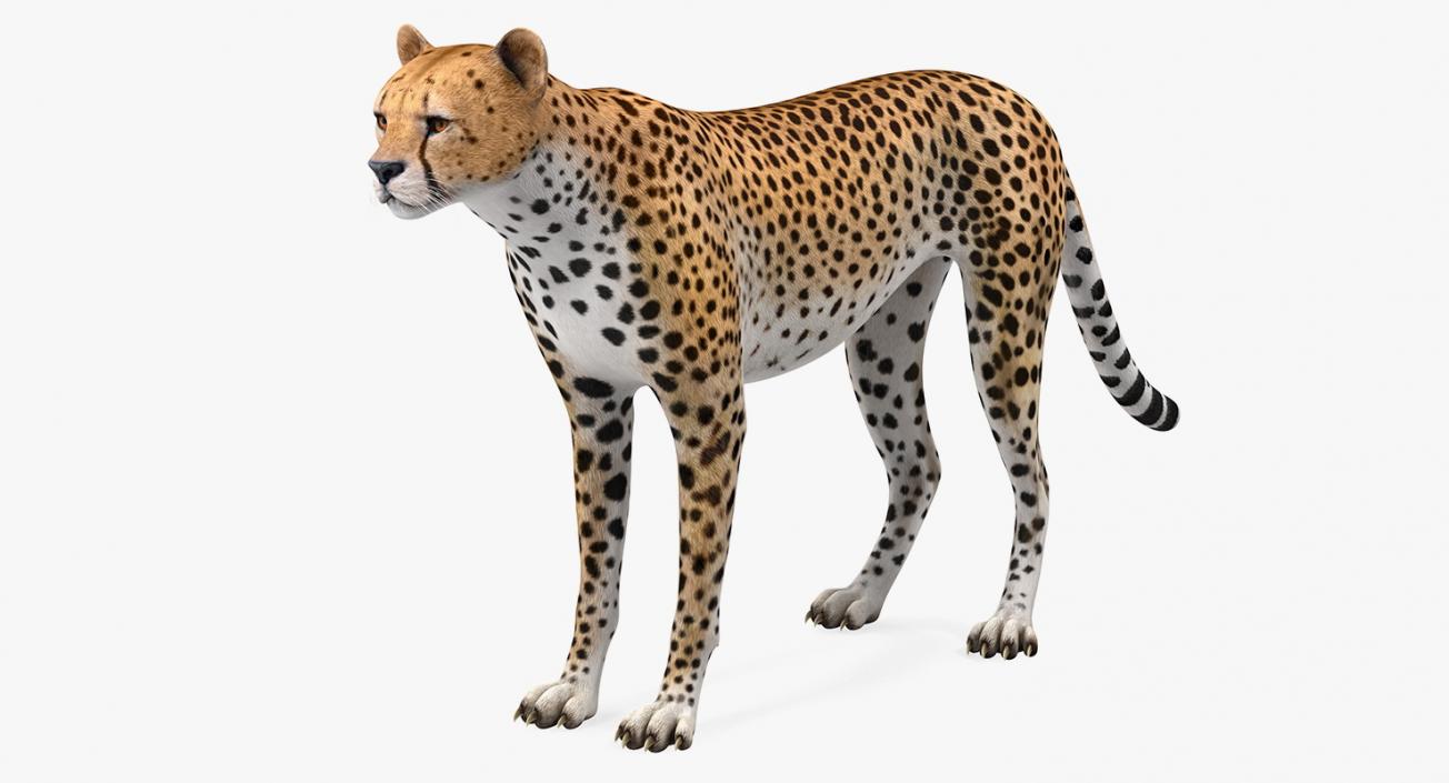 Cheetah 3D model