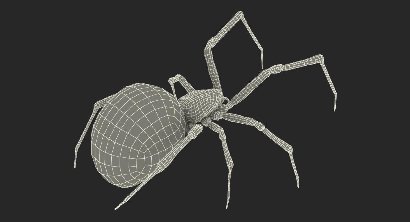 3D Widow Spider Fighting Pose