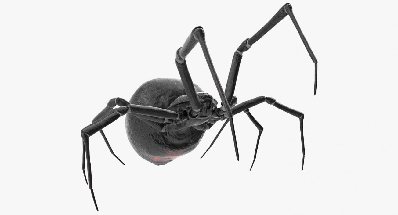 3D Widow Spider Fighting Pose