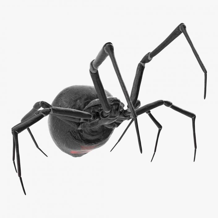 3D Widow Spider Fighting Pose