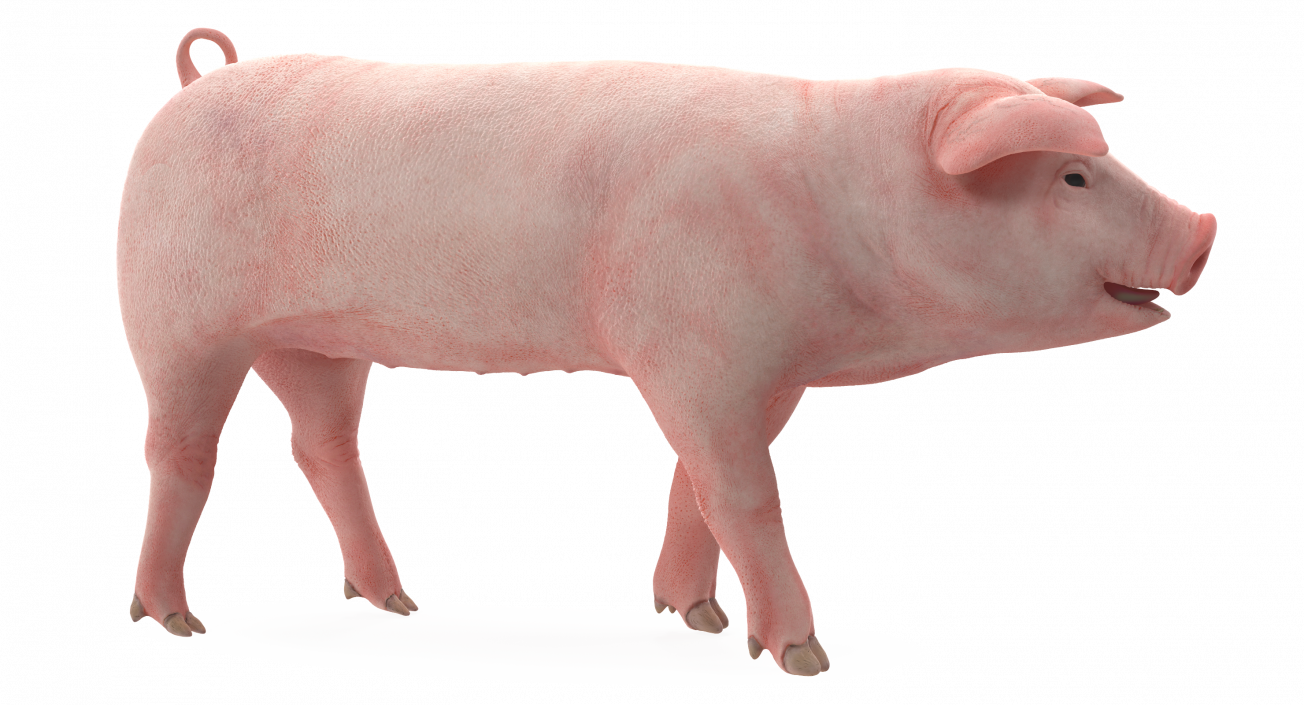 Pig Piglet Landrace Walking Pose 3D