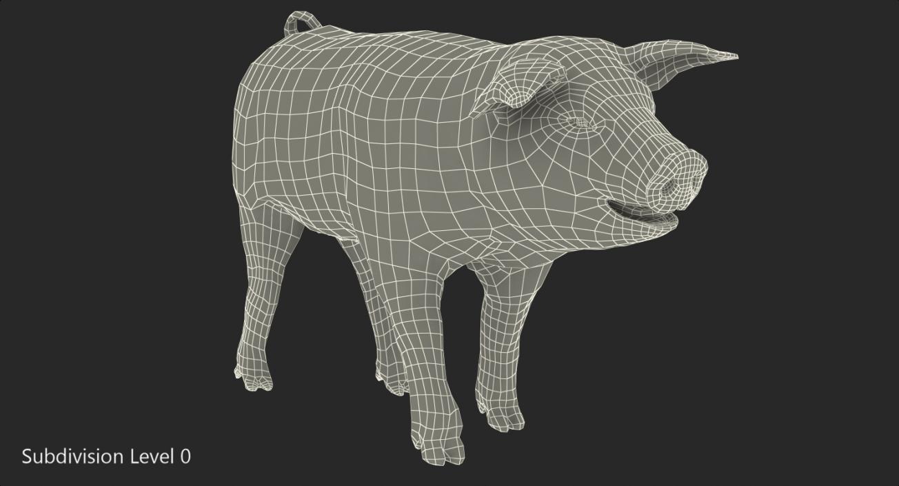 Pig Piglet Landrace Walking Pose 3D