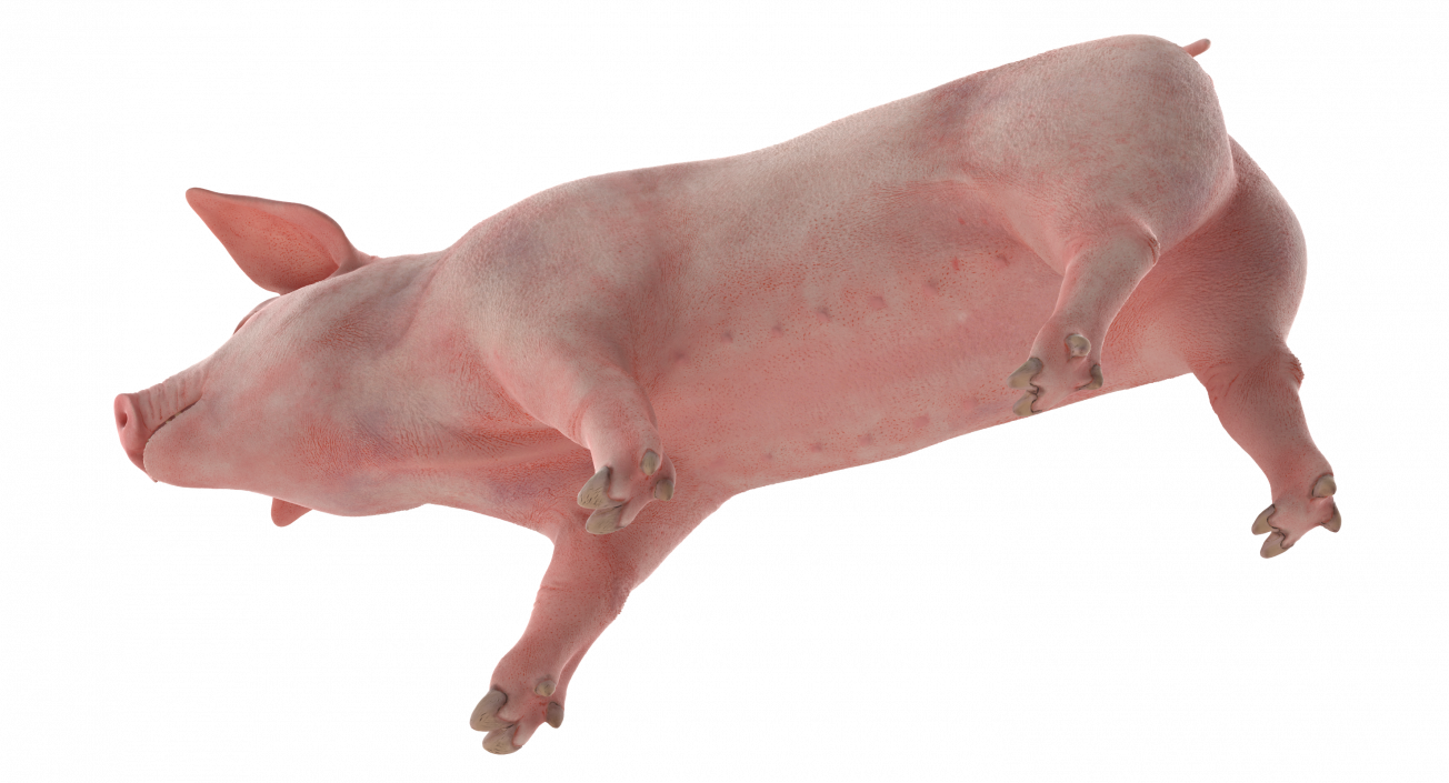 Pig Piglet Landrace Walking Pose 3D