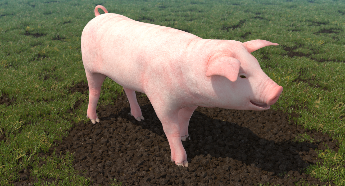 Pig Piglet Landrace Walking Pose 3D