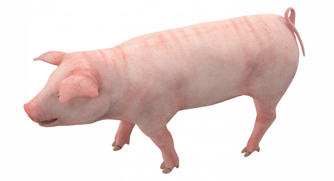 Pig Piglet Landrace Walking Pose 3D