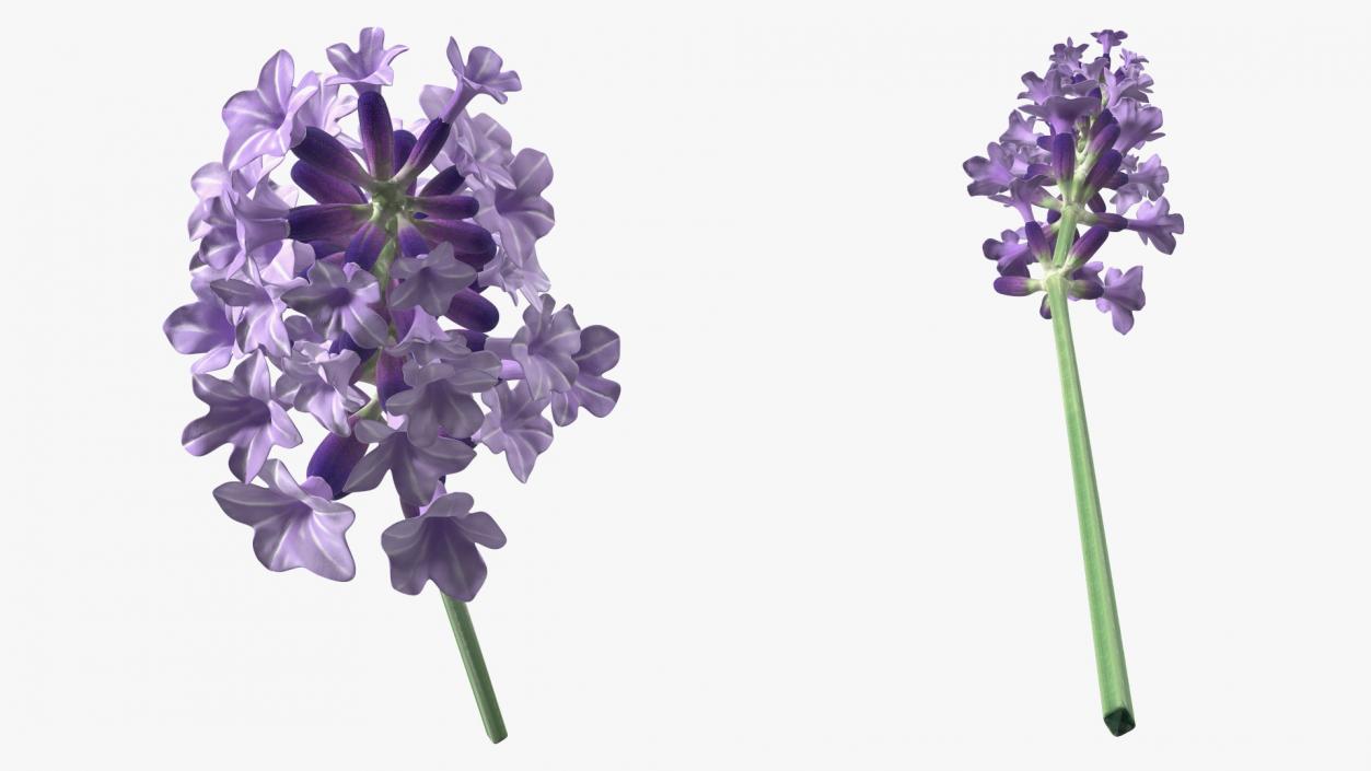 3D Vase with Lavender Flowers