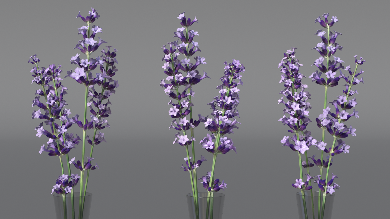 3D Vase with Lavender Flowers