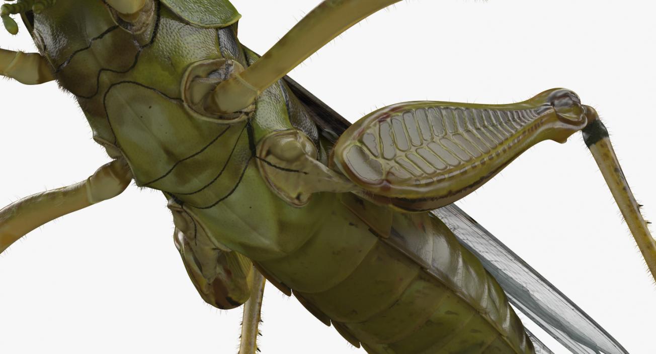 3D model Grasshopper with Fur