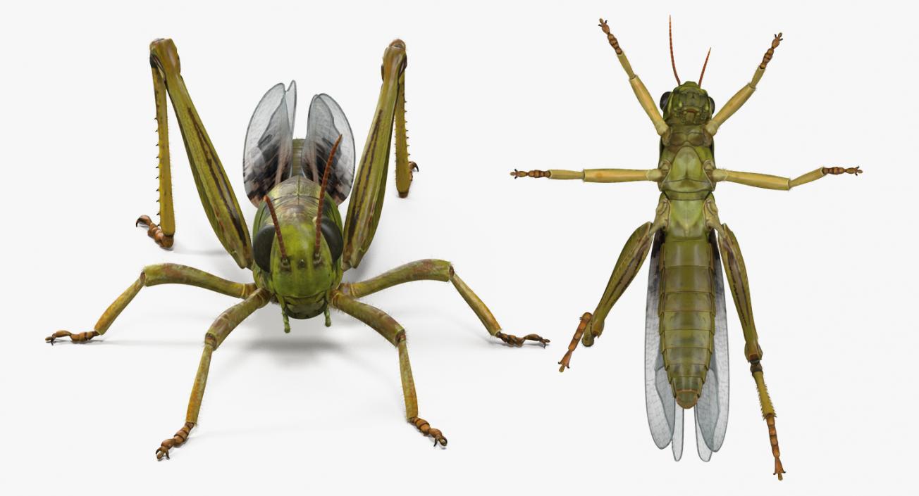 3D model Grasshopper with Fur