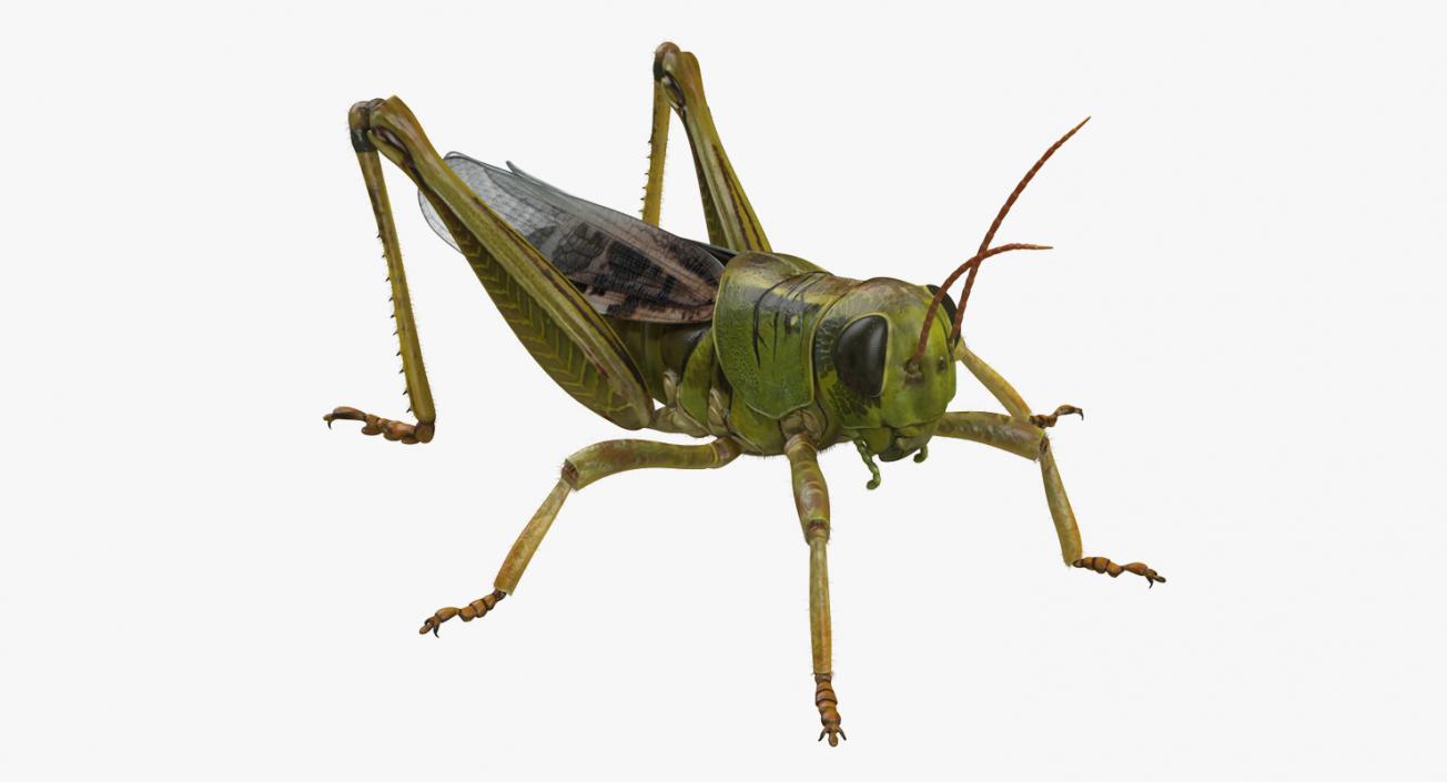 3D model Grasshopper with Fur