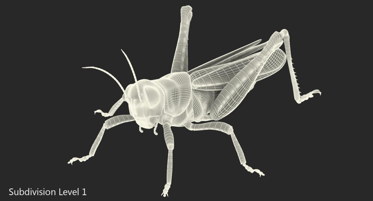 3D model Grasshopper with Fur