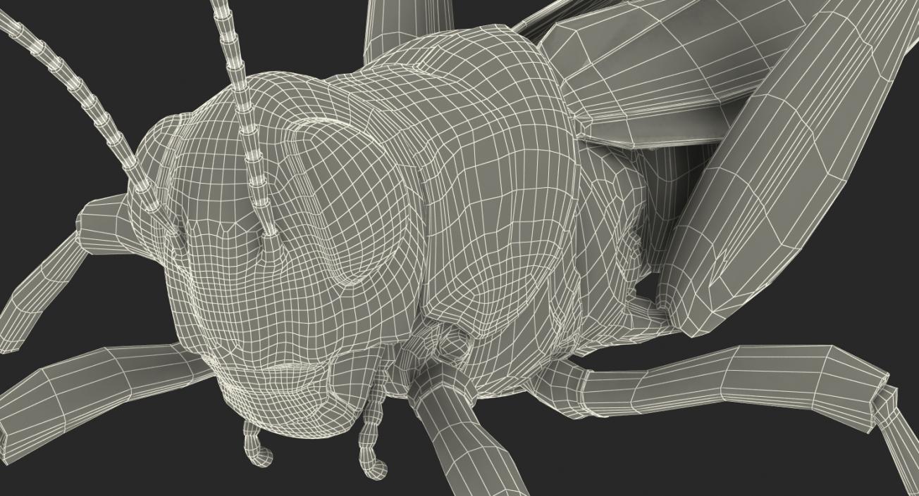 3D model Grasshopper with Fur