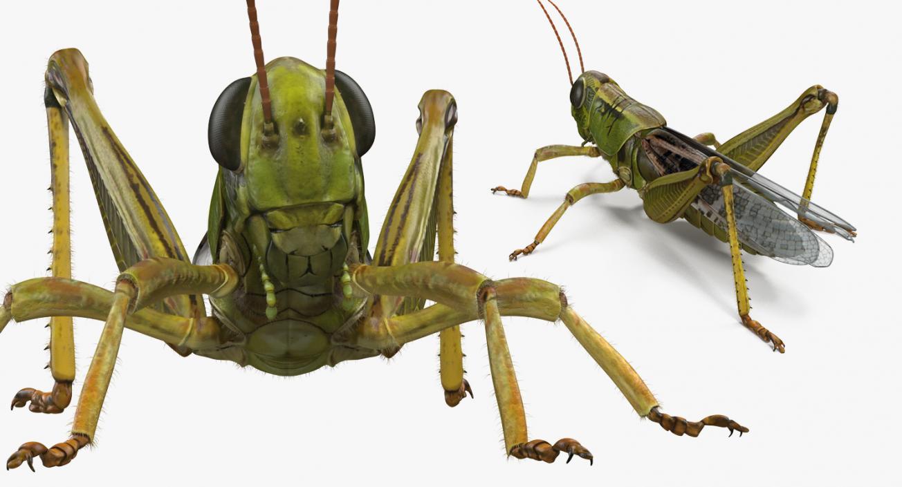 3D model Grasshopper with Fur