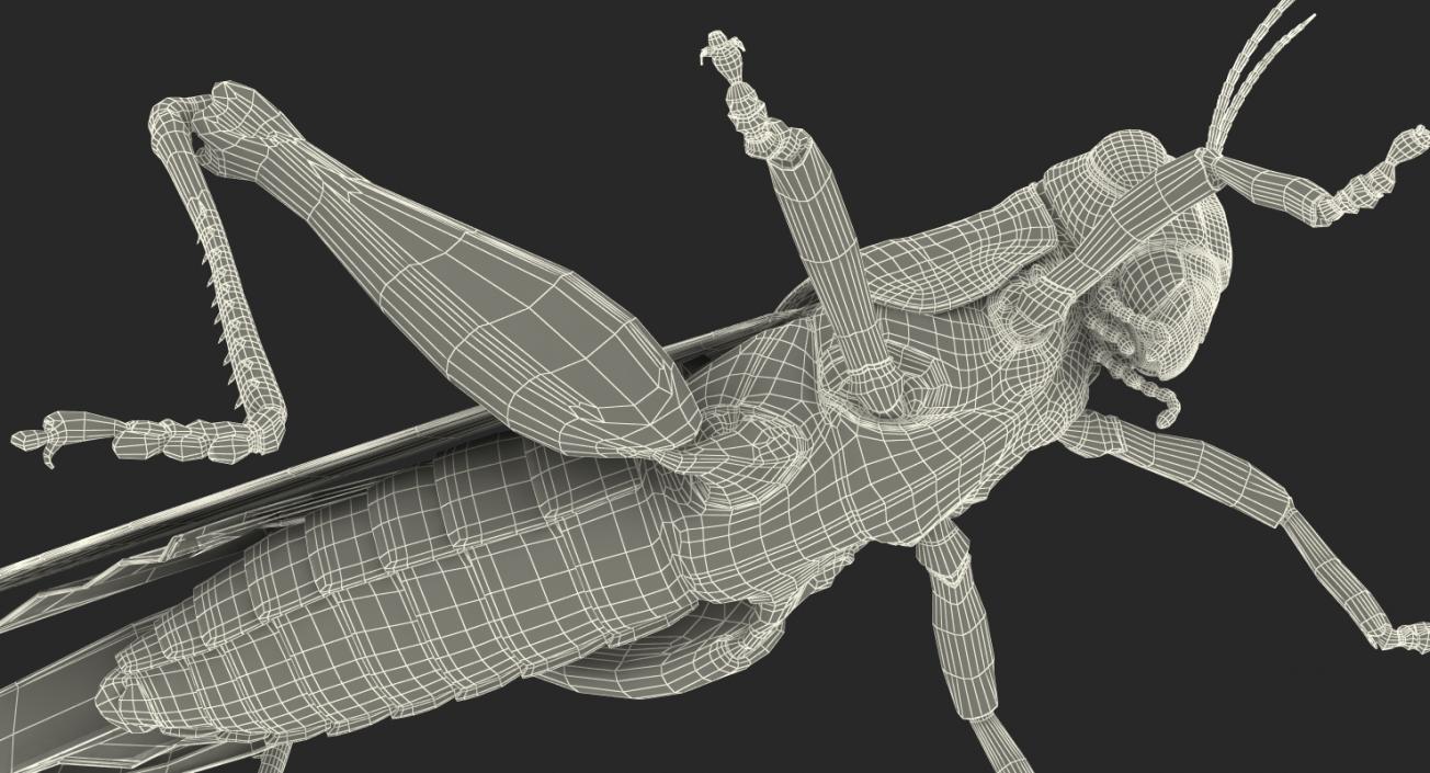 3D model Grasshopper with Fur