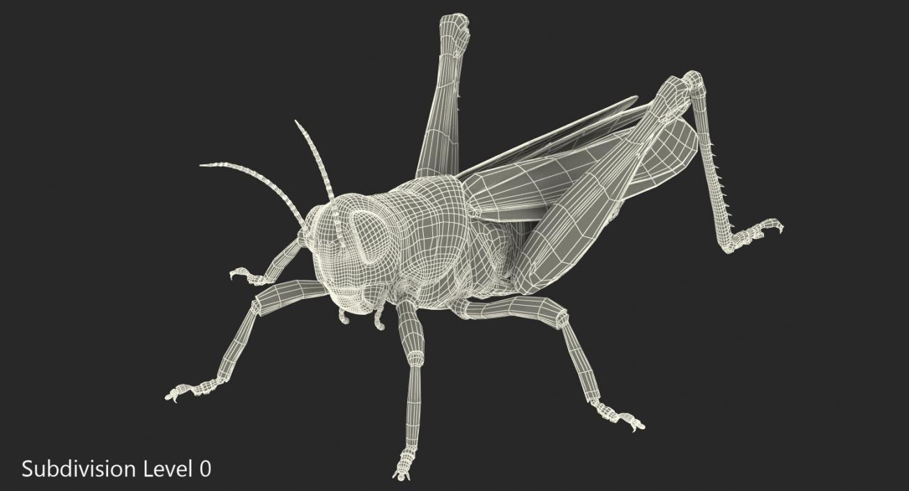 3D model Grasshopper with Fur