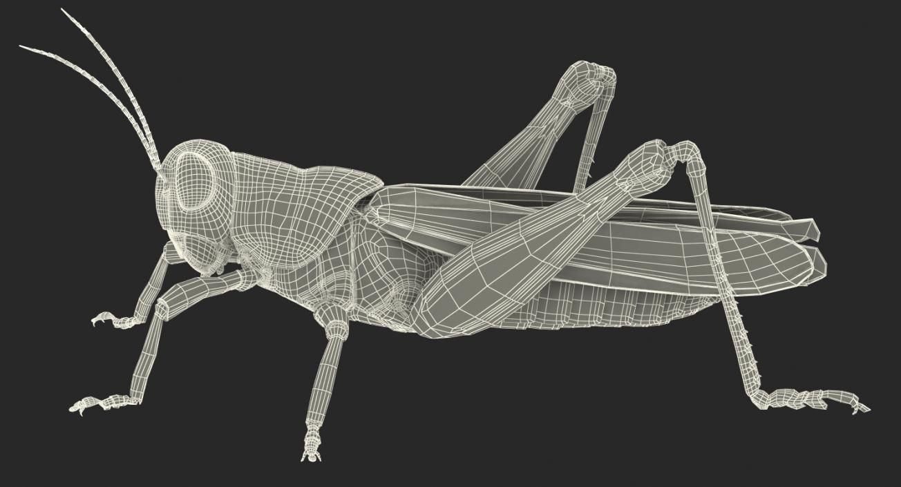 3D model Grasshopper with Fur