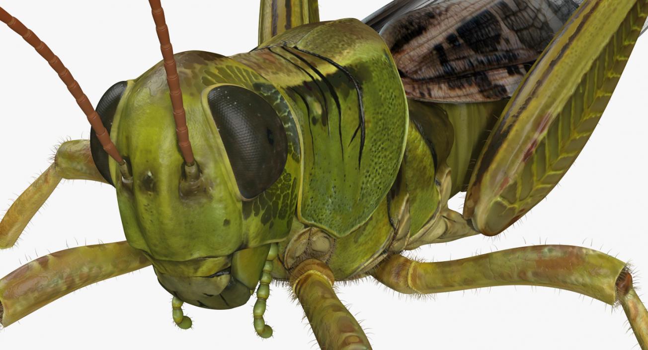 3D model Grasshopper with Fur