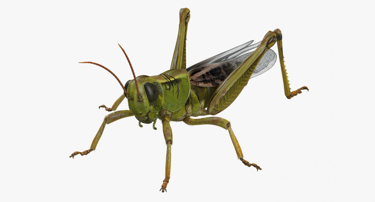 3D model Grasshopper with Fur