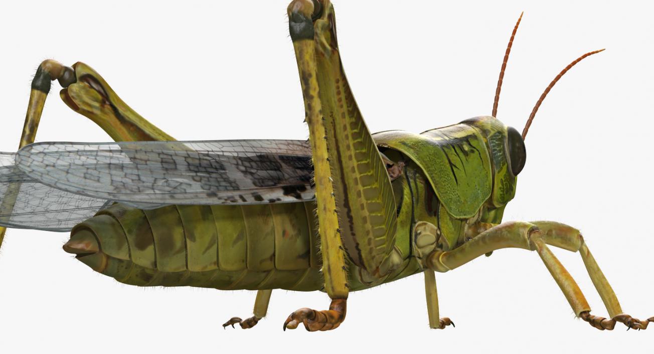 3D model Grasshopper with Fur