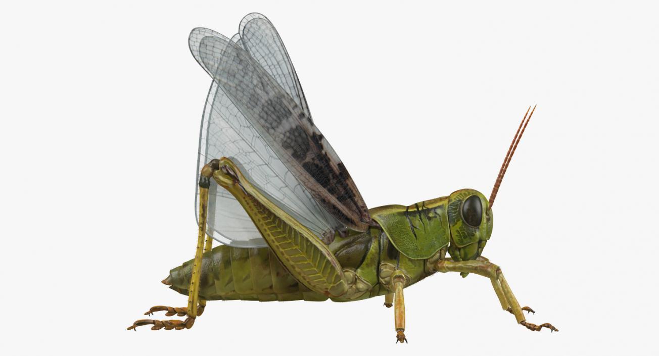 3D Common Field Grasshopper with Fur model