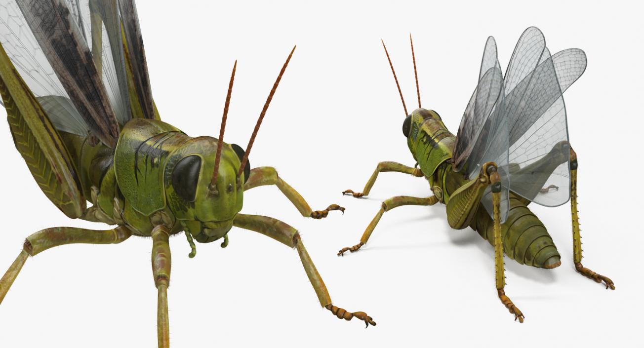 3D Common Field Grasshopper with Fur model