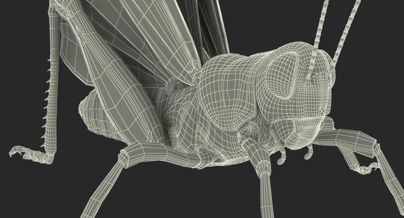 3D Common Field Grasshopper with Fur model