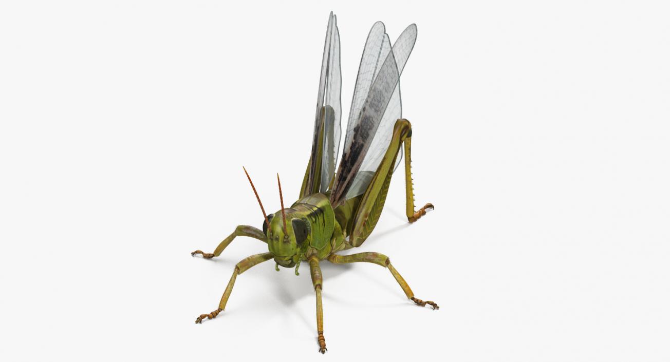 3D Common Field Grasshopper with Fur model