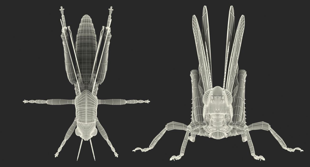 3D Common Field Grasshopper with Fur model