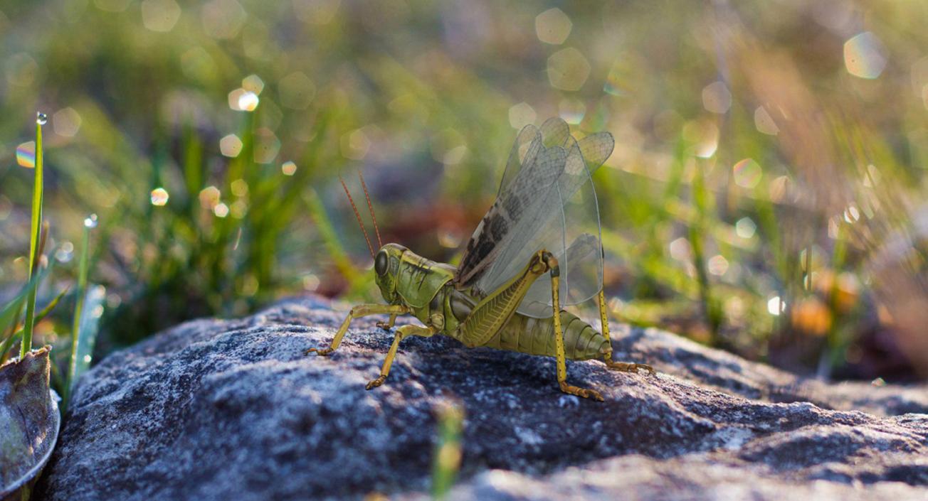 3D Common Field Grasshopper with Fur model