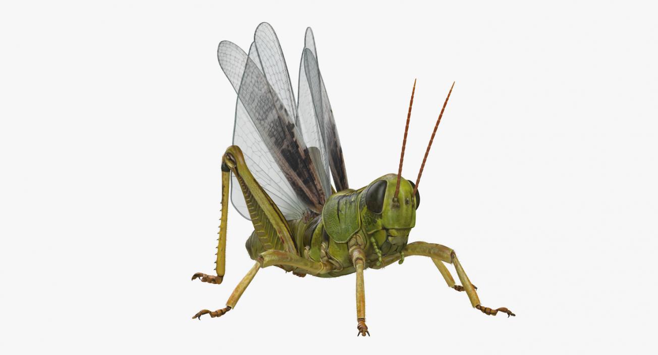 3D Common Field Grasshopper with Fur model