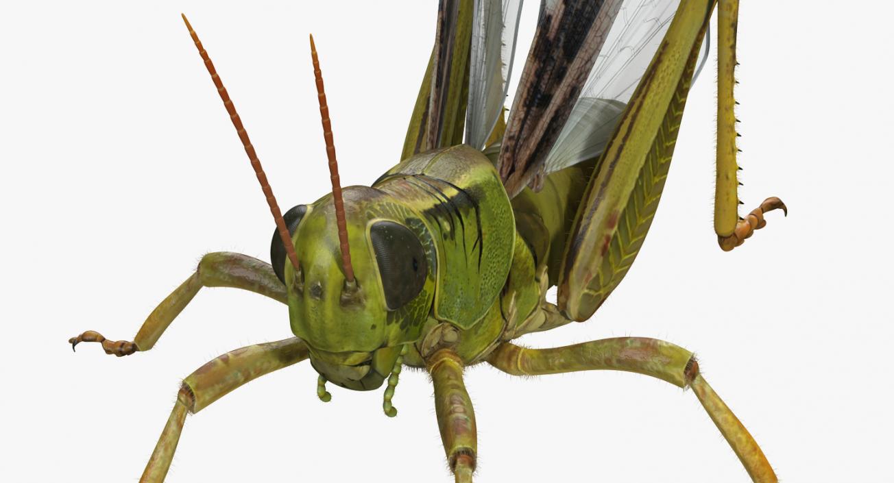 3D Common Field Grasshopper with Fur model