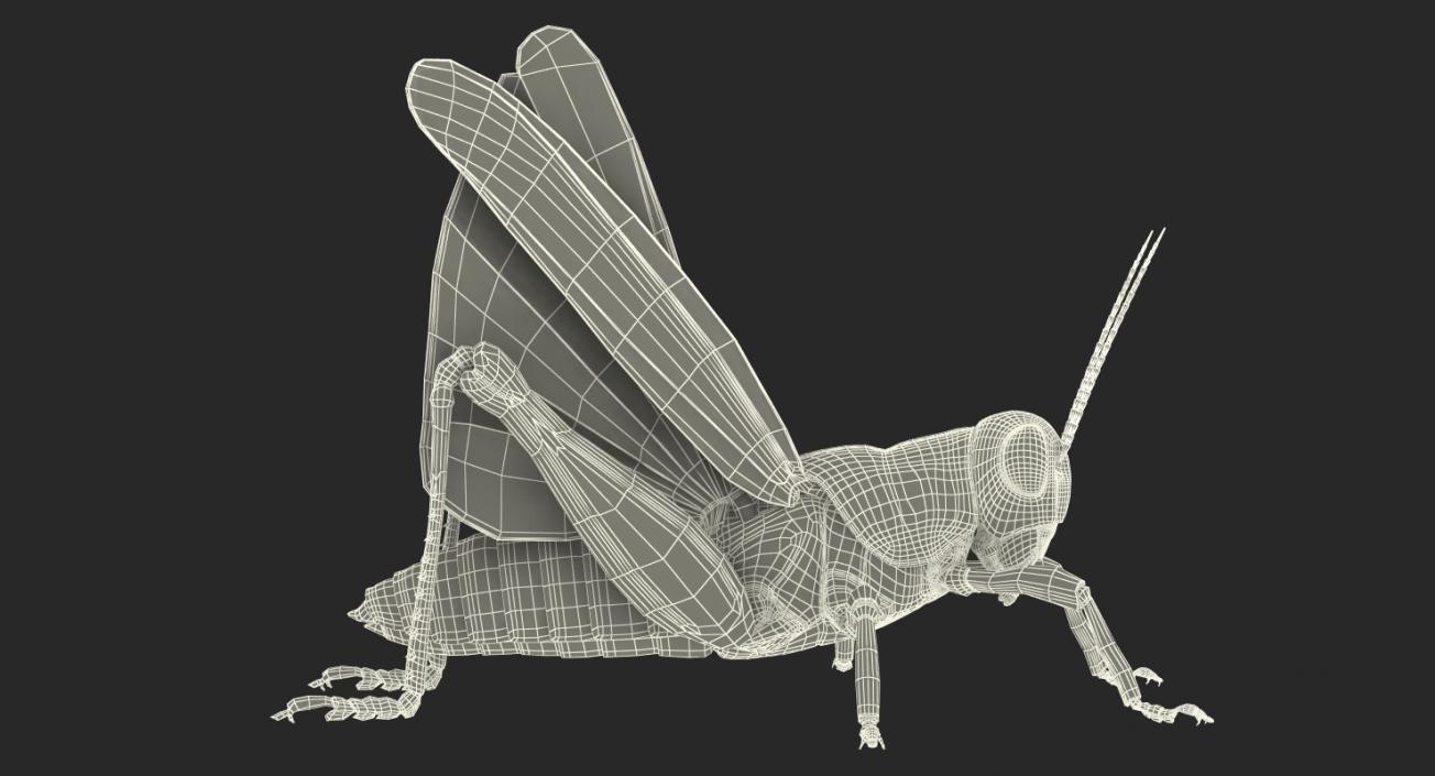 3D Common Field Grasshopper with Fur model