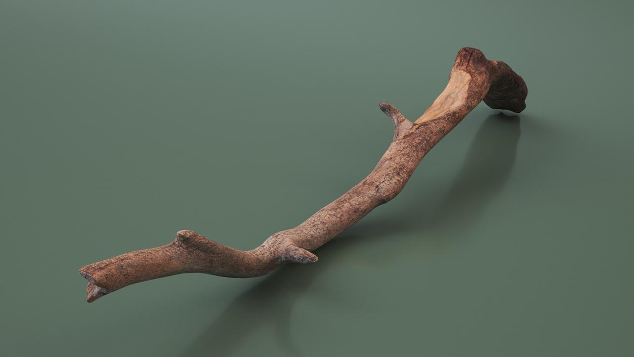 3D Realistic Tree Branch