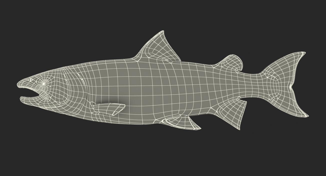 Fishes 3D Models Collection 3 3D model