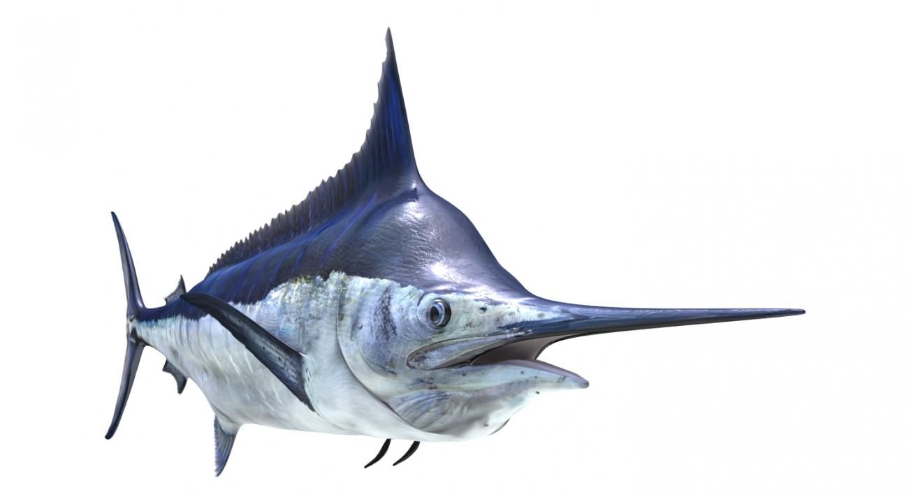 Fishes 3D Models Collection 3 3D model