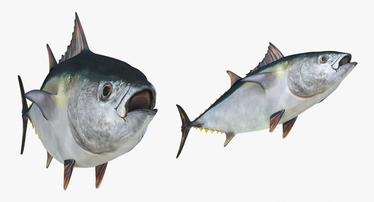 Fishes 3D Models Collection 3 3D model