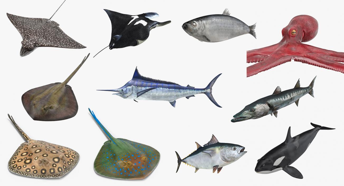 Fishes 3D Models Collection 3 3D model